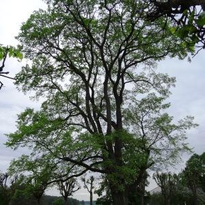  - Ulmus laevis Pall. [1784]