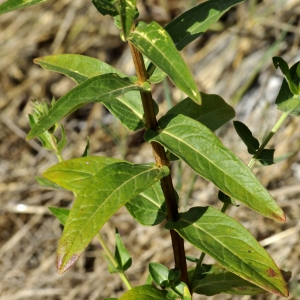 Photographie n°2337917 du taxon Lythrum salicaria L.