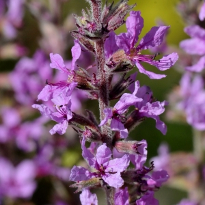 Photographie n°2337918 du taxon Lythrum salicaria L.