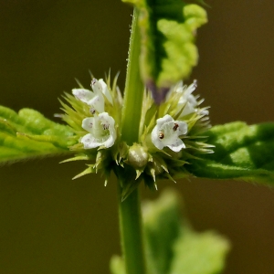 Photographie n°2337920 du taxon Lycopus europaeus L.