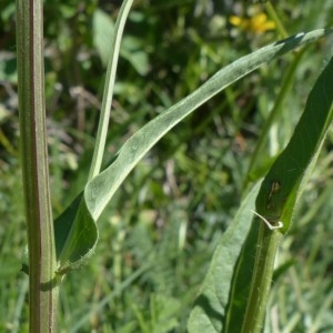 Photographie n°2337935 du taxon Crepis mollis (Jacq.) Asch. [1864]