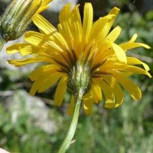 Photographie n°2337937 du taxon Crepis mollis (Jacq.) Asch. [1864]