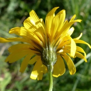 Photographie n°2337940 du taxon Crepis mollis (Jacq.) Asch. [1864]