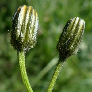 Photographie n°2337941 du taxon Crepis mollis (Jacq.) Asch. [1864]