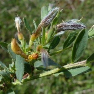 Photographie n°2337943 du taxon Cytisus decumbens (Durande) Spach [1845]