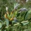  Jean-Claude Bouzat - Cytisus decumbens (Durande) Spach [1845]