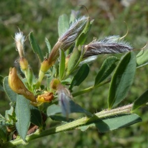 Photographie n°2337949 du taxon Cytisus decumbens (Durande) Spach [1845]