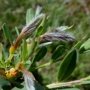 Photographie n°2337950 du taxon Cytisus decumbens (Durande) Spach [1845]