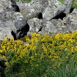 Photographie n°2337952 du taxon Cytisus decumbens (Durande) Spach [1845]