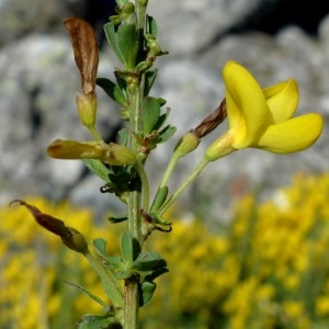 Cytisus decumbens var. glabratus (Gérard ex Rouy) P.Fourn. (Cytise pédonculé)