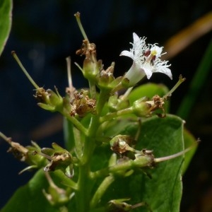 Photographie n°2337962 du taxon Menyanthes trifoliata L. [1753]