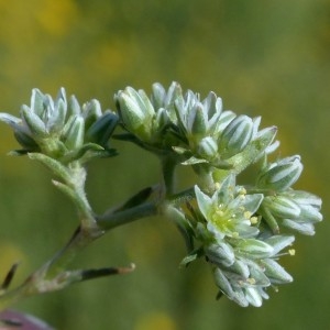 Photographie n°2337970 du taxon Scleranthus perennis L.