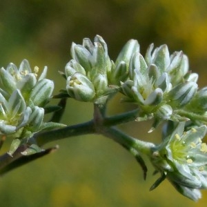 Photographie n°2337972 du taxon Scleranthus perennis L.