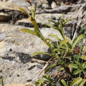 Photographie n°2338049 du taxon Sideritis hyssopifolia L.