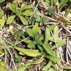 Photographie n°2338050 du taxon Sideritis hyssopifolia L.