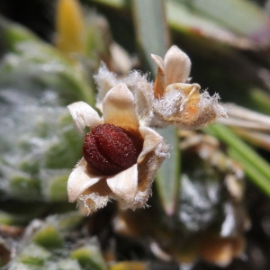 Photographie n°2338061 du taxon Androsace villosa L.