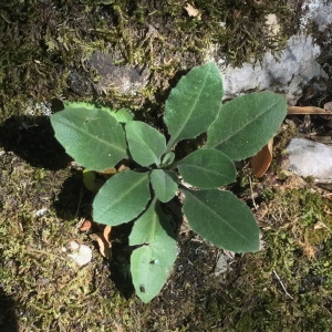 Photographie n°2338066 du taxon Arabis turrita L.