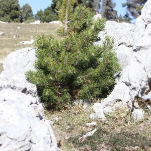 Photographie n°2338091 du taxon Pinus uncinata Mill. ex Mirb. [1805]