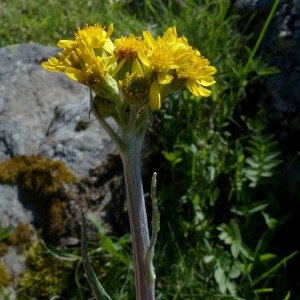 Photographie n°2338135 du taxon Tephroseris helenitis (L.) B.Nord. [1978]