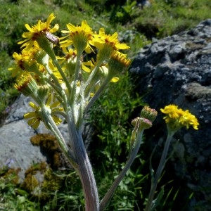 Photographie n°2338136 du taxon Tephroseris helenitis (L.) B.Nord. [1978]