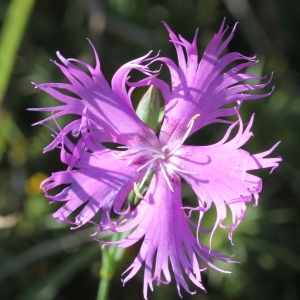 Photographie n°2338160 du taxon Dianthus monspessulanus L.