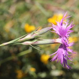 Photographie n°2338161 du taxon Dianthus monspessulanus L.