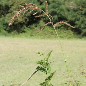 Photographie n°2338170 du taxon Echinochloa crus-galli (L.) P.Beauv.