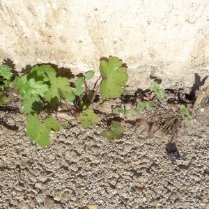 Photographie n°2338176 du taxon Géranium à feuilles rondes