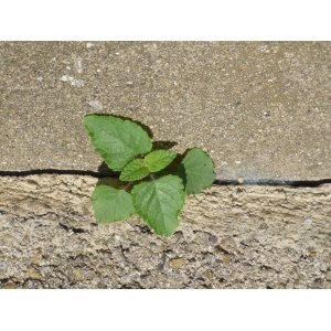 Salvia coccinea Buc'hoz ex Etl.