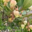  Liliane Roubaudi - Arbutus unedo L. [1753]