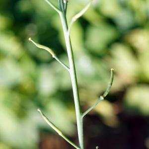 Photographie n°2338205 du taxon Brassica oleracea L. [1753]