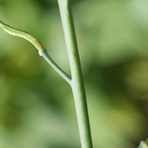 Photographie n°2338206 du taxon Brassica oleracea L. [1753]