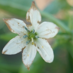 Photographie n°2338211 du taxon Capsicum annuum L. [1753]