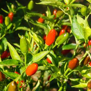  - Capsicum annuum L. [1753]