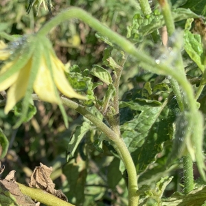 Photographie n°2338224 du taxon Solanum lycopersicum L. [1753]