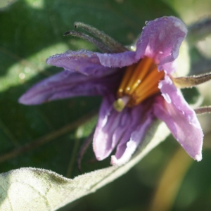  - Solanum melongena L. [1753]