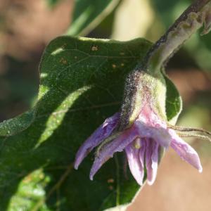 Solanum melongena L. (Aubergine)