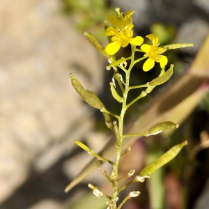 Photographie n°2338435 du taxon Rorippa sylvestris (L.) Besser [1821]