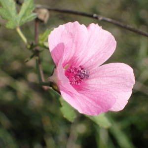 Photographie n°2338444 du taxon Althaea cannabina L. [1753]