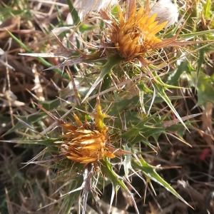 Photographie n°2338496 du taxon Carlina corymbosa L. [1753]