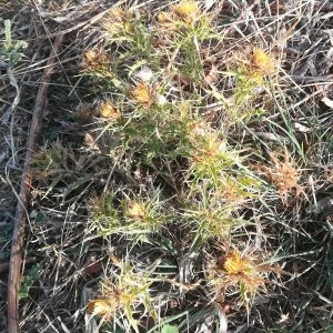 Photographie n°2338498 du taxon Carlina corymbosa L. [1753]