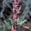  Liliane Roubaudi - Chenopodium chenopodioides (L.) Aellen [1933]