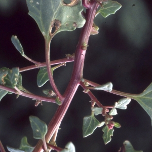 Photographie n°2338573 du taxon Chenopodium chenopodioides (L.) Aellen [1933]