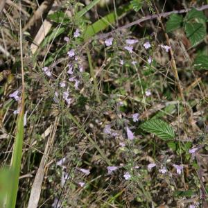 Photographie n°2338574 du taxon Calamintha nepeta (L.) Savi [1798]