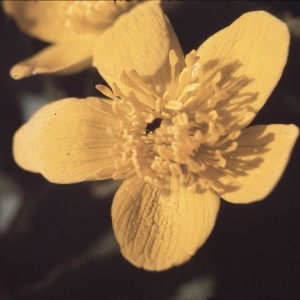 Photographie n°2338584 du taxon Caltha palustris L. [1753]