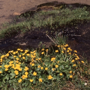 Photographie n°2338588 du taxon Caltha palustris L. [1753]