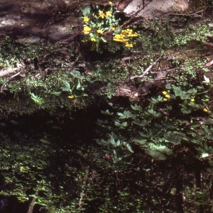 Photographie n°2338589 du taxon Caltha palustris L. [1753]