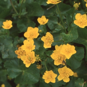 Photographie n°2338590 du taxon Caltha palustris L. [1753]