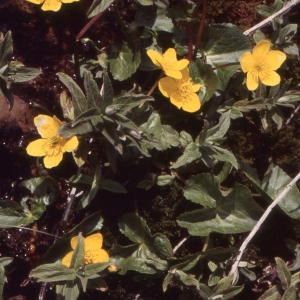 Photographie n°2338592 du taxon Caltha palustris L. [1753]