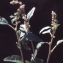  Liliane Roubaudi - Chenopodium polyspermum L. [1753]